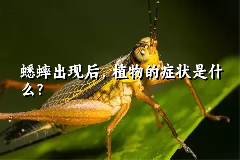 蟋蟀出现后，植物的症状是什么？