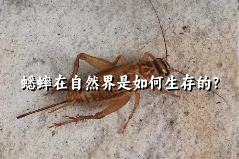 蟋蟀在自然界是如何生存的？