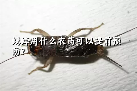 蟋蟀用什么农药可以提前预防？