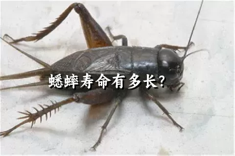 蟋蟀寿命有多长？    