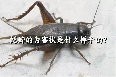 蟋蟀的为害状是什么样子的？