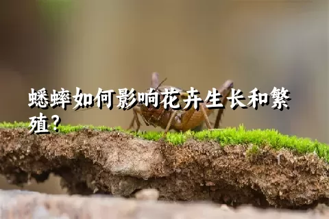 蟋蟀如何影响花卉生长和繁殖？