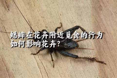 蟋蟀在花卉附近觅食的行为如何影响花卉？