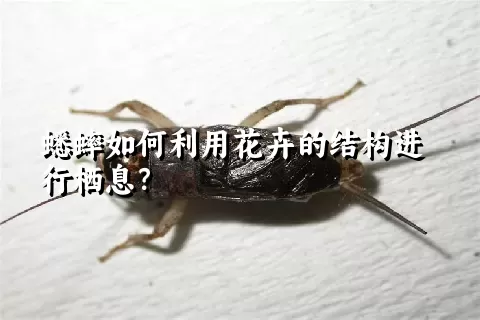 蟋蟀如何利用花卉的结构进行栖息？