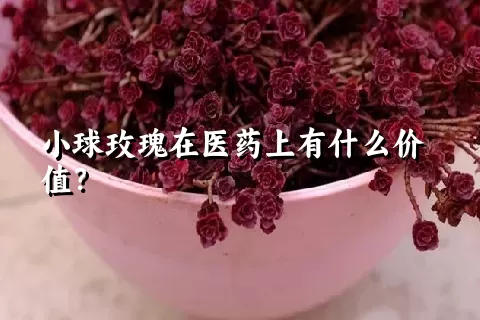 小球玫瑰在医药上有什么价值？