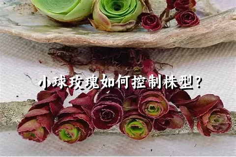 小球玫瑰如何控制株型？