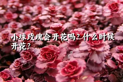 小球玫瑰会开花吗？什么时候开花？