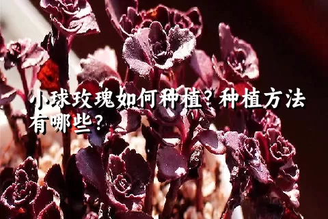 小球玫瑰如何种植？种植方法有哪些？