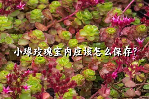 小球玫瑰室内应该怎么保存？