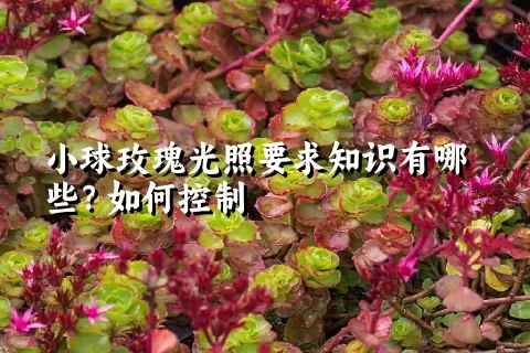 小球玫瑰光照要求知识有哪些？如何控制