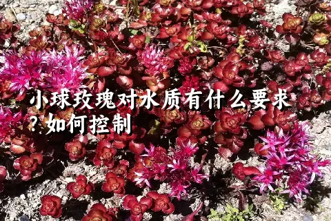 小球玫瑰对水质有什么要求？如何控制