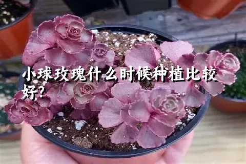 小球玫瑰什么时候种植比较好？