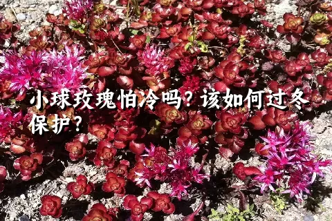 小球玫瑰怕冷吗？该如何过冬保护？