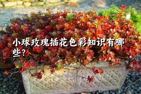 小球玫瑰插花色彩知识有哪些？