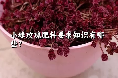 小球玫瑰肥料要求知识有哪些？