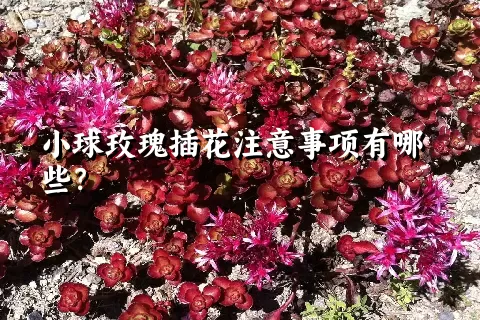 小球玫瑰插花注意事项有哪些？