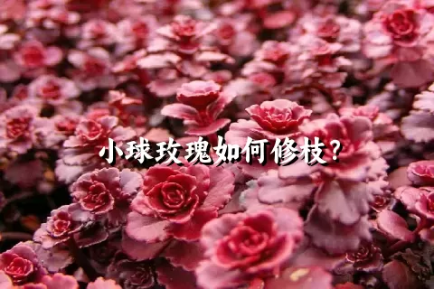 小球玫瑰如何修枝？