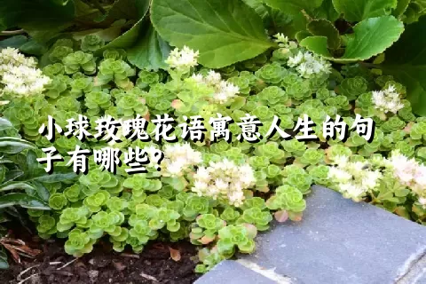 小球玫瑰花语寓意人生的句子有哪些？