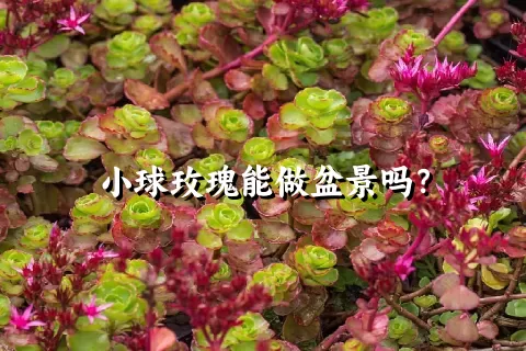 小球玫瑰能做盆景吗？