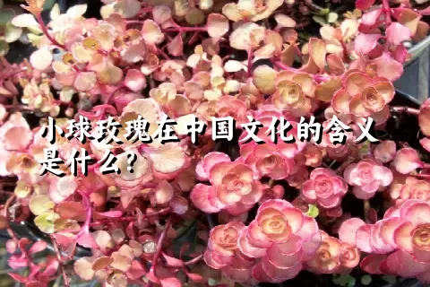 小球玫瑰在中国文化的含义是什么？