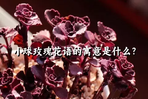 小球玫瑰花语的寓意是什么？