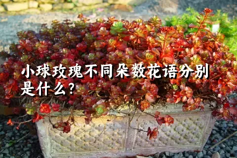 小球玫瑰不同朵数花语分别是什么？