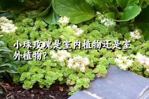 小球玫瑰是室内植物还是室外植物？