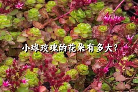 小球玫瑰的花朵有多大？