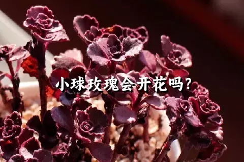 小球玫瑰会开花吗？