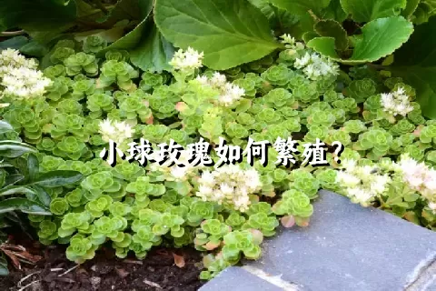 小球玫瑰如何繁殖？