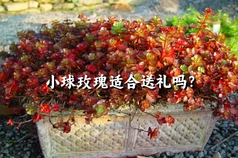 小球玫瑰适合送礼吗？