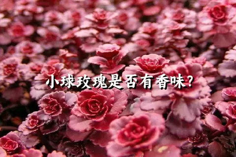 小球玫瑰是否有香味？