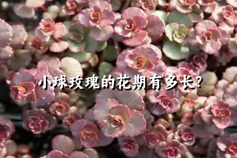 小球玫瑰的花期有多长？