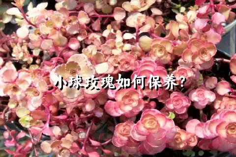 小球玫瑰如何保养？