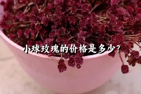 小球玫瑰的价格是多少？