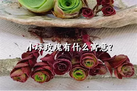 小球玫瑰有什么寓意？