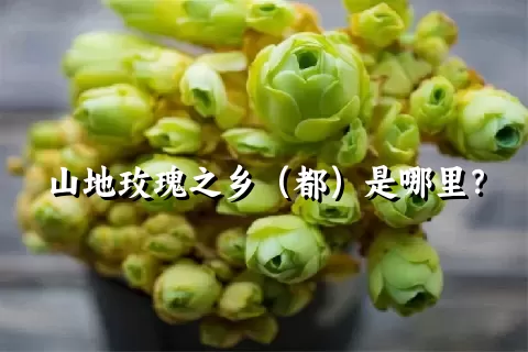 山地玫瑰之乡（都）是哪里？