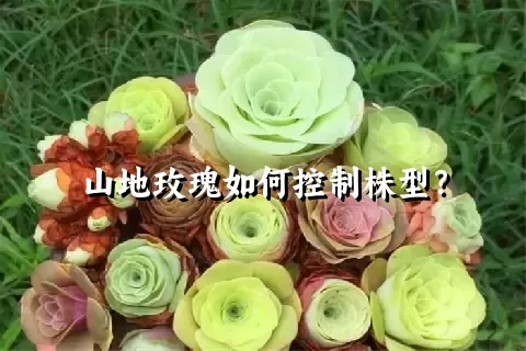 山地玫瑰如何控制株型？