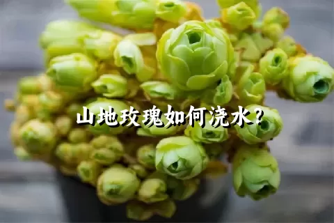 山地玫瑰如何浇水？