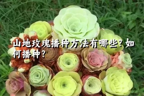 山地玫瑰播种方法有哪些？如何播种？