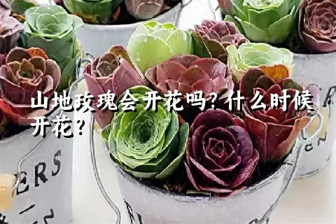 山地玫瑰会开花吗？什么时候开花？