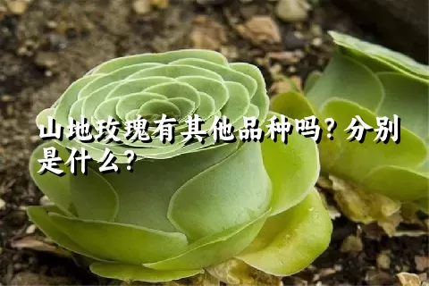 山地玫瑰有其他品种吗？分别是什么？