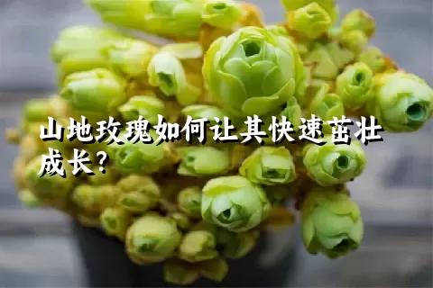 山地玫瑰如何让其快速茁壮成长？