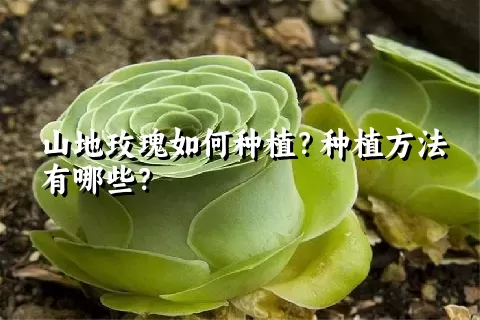 山地玫瑰如何种植？种植方法有哪些？