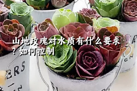 山地玫瑰对水质有什么要求？如何控制