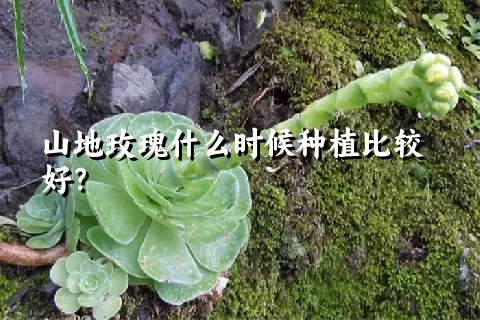 山地玫瑰什么时候种植比较好？