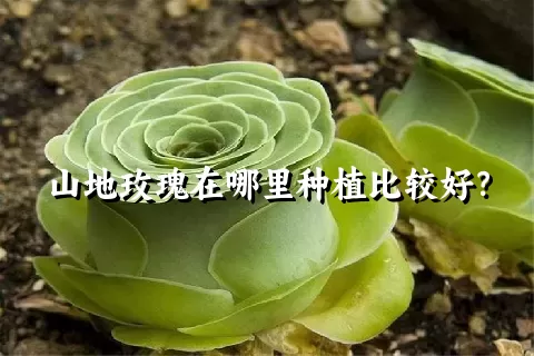 山地玫瑰在哪里种植比较好？