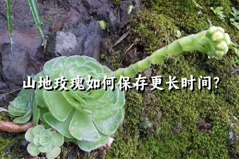 山地玫瑰如何保存更长时间？