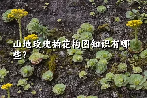 山地玫瑰插花构图知识有哪些？