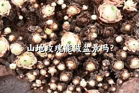 山地玫瑰能做盆景吗？